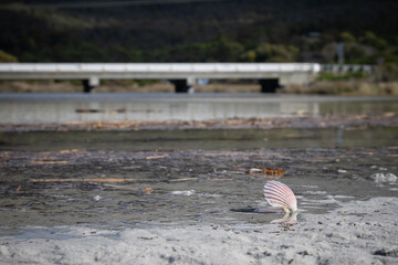 Shell on the beach by the bridge