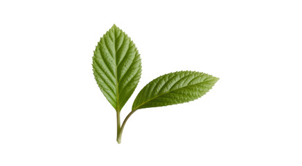 Obraz premium Two vibrant green textured leaves with serrated edges on a stem isolated on a transparent background