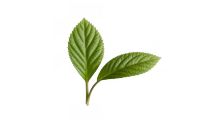 Two vibrant green textured leaves with serrated edges on a stem isolated on a transparent background