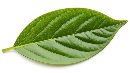 Obraz premium Green Cocoa Leaf Isolated on White, Cacao Plant Foliage, Tropical Leaf Botanical Image, Fresh Cocoa Leaf