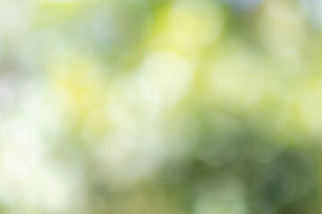 Abstract blur bokeh of nature for background