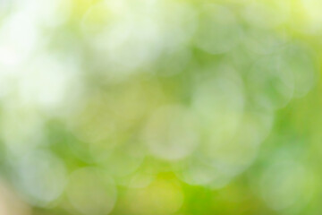 Obraz premium Abstract blurred bokeh of nature for background