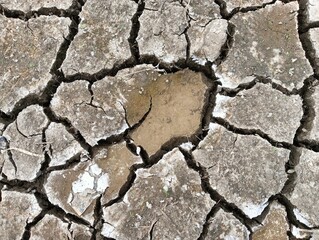 Obraz premium a small green plant growing out of cracked, dry earth. ​It is a powerful visual of resilience and life persevering in a harsh, parched environment