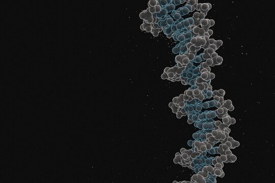 Electron-microscopy&ndash;style depiction of a DNA double helix, created using data from the Protein Data Bank (PDB ID: 1BNA), which is released under the CC0 1.0 Universal Public Domain Dedication.