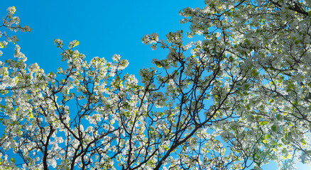 A blooming branch of cherry blossom tree in spring.