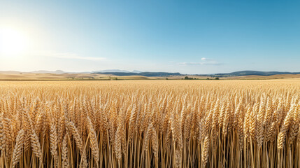 Golden wheat field sunlit horizon peaceful rural landscape warm sky