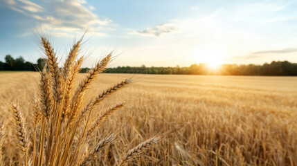 Golden wheat field sunset warm sunlight peaceful rural landscape with closeup stalks