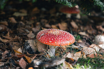 fly agaric mushroom in the forest