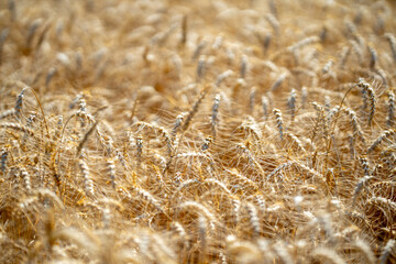 Fototapeta premium Wheat background for agricultural and organic themes. Wheat background farmland. Textured wheat background for rural and agrarian concepts. Natural wheat background with golden harvest.