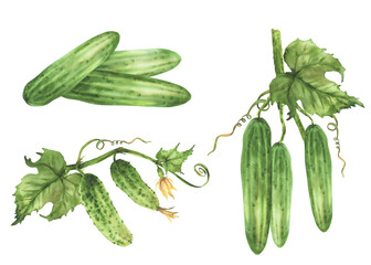 Cucumbers plant set. Vegetables heap, green leaf, curling tendril, buds hanging on vine. Hand drawn watercolor botanical illustration of growing fruit for gardening, farming isolated from background