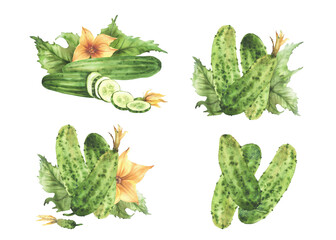 Cucumber vegetables set with green leaves, yellow flowers, buds and sliced in circles cucumber fruit Watercolor hand drawn illustration for eco food, nature cosmetic label Isolated from background