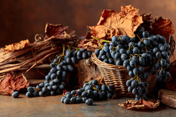 Fototapeta premium Blue grapes dry bunch and dried up vine leaves.