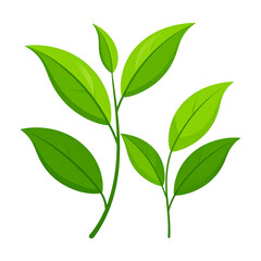 Fresh single green leaf macro, isolated on white, showcasing organic nature and botanical texture