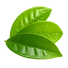 Obraz premium Fresh single green leaf macro, isolated on white, showcasing organic nature and botanical texture