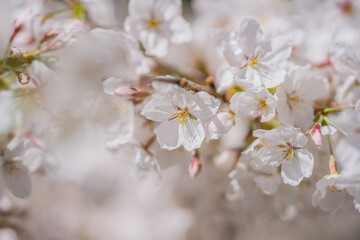 Branches of blossoming cherry on blue sky background. Spring photo of blossom spring nature. White flowers the fruit tree. Cherry blossoms white flowers against a blue sky.