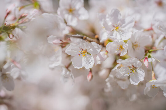 Branches of blossoming cherry on blue sky background. Spring photo of blossom spring nature. White flowers the fruit tree. Cherry blossoms white flowers against a blue sky.
