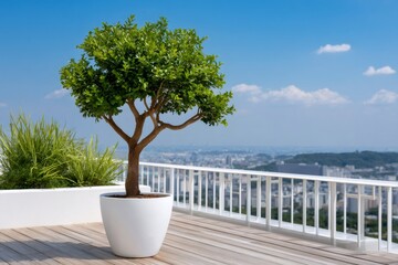 Obraz premium Potted tree on rooftop terrace with cityscape view