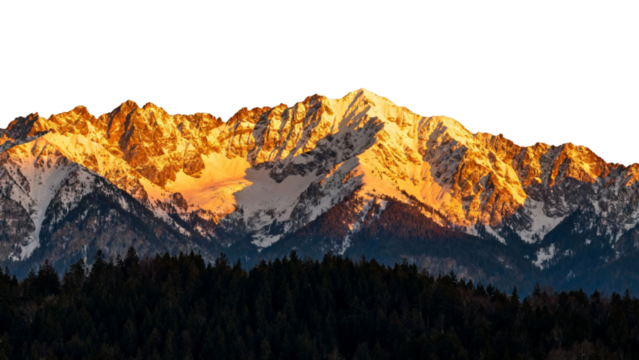 Snow-capped mountain range illuminated by golden sunlight at sunrise or sunset, with dense forest in the foreground