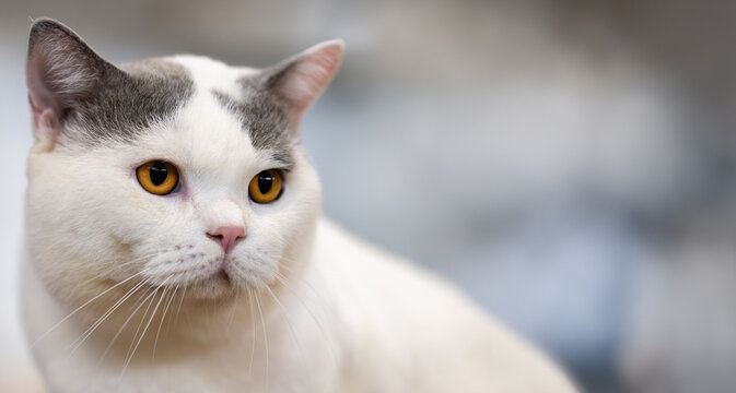 A stunning silver British Shorthair cat with sleek striped fur and alert eyes, being gently petted under natural lighting