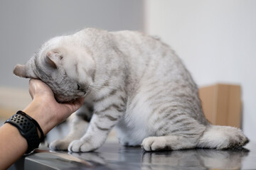 A silver-striped British Shorthair cat gently rubbing its head against a hand