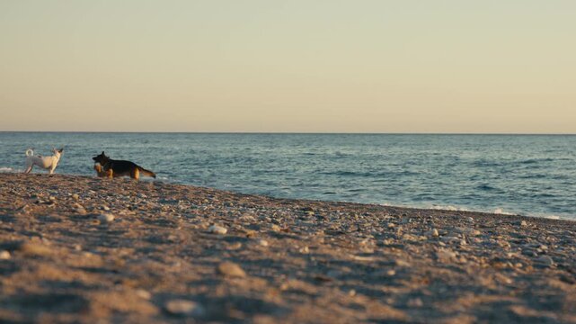 Three dogs interact and play on a gently sloped beach as warm sunset light casts long shadows. They exit the frame.
