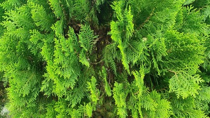 Beautiful view of arborvitae or thuja plant