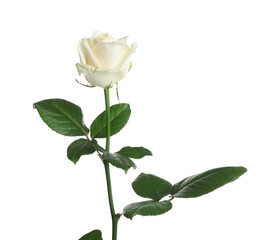 Beautiful rose flower on white background