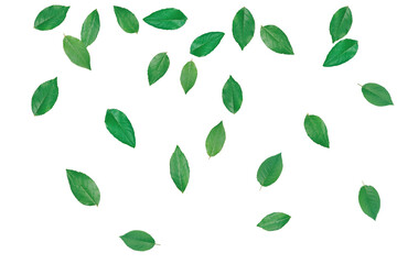 Green Leaves Overlays &ndash; Natural Foliage Transparent Overlay Effects