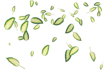 Green Leaves Overlays &ndash; Natural Foliage Transparent Overlay Effects