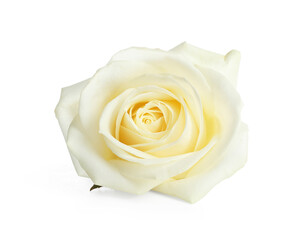 Beautiful rose flower on white background
