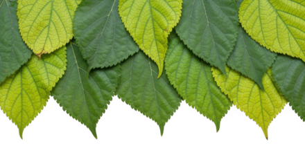 Overlapping green and yellow leaves border isolated on transparent background