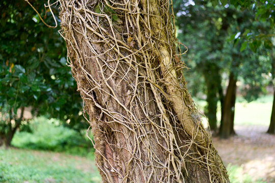 Closeup of bark covered in tangled vine roots