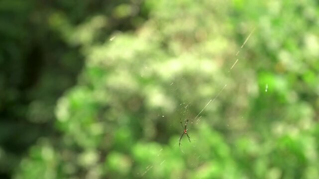 A spider hangs on its web deep in the jungle as a fly hovers briefly nearby before darting out of frame. Soft green bokeh and fine web strands create a delicate tropical macro moment.