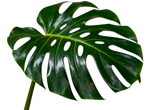 A close-up of a Monstera deliciosa leaf with distinctive splits and holes, set against a white background.