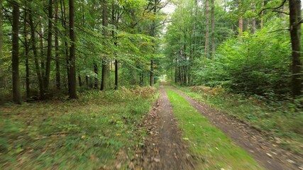 Autumn forest road with yellow leaves
