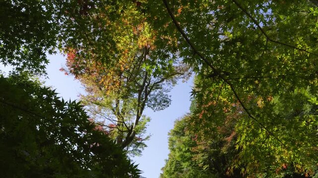 Slow notion rotating shot looking up over perfect maple leaf trees
