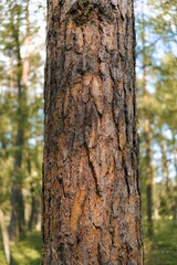 Natural pattern of pine tree bark close up