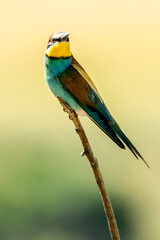 Colorful bird perched on a branch against a blurred natural background in a sunny environment