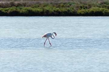 Flamingo wades through calm water in a serene wetland landscape during sunny day