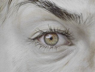 close up of a eye, Macro Studio Expression Shot Of Woman's Eye With Close Up On Eyelashes And Pupil