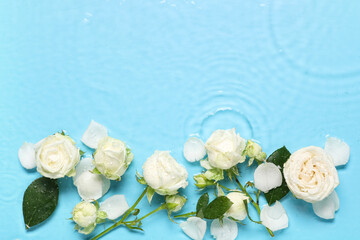 Composition with beautiful white rose flowers and petals in water on blue background