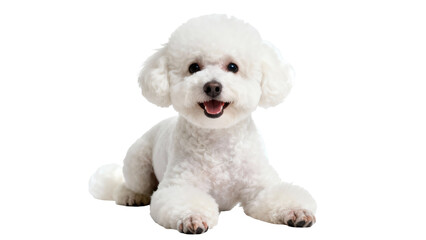 Obraz premium White Bichon Frise puppy lying down with fluffy fur and a happy expression