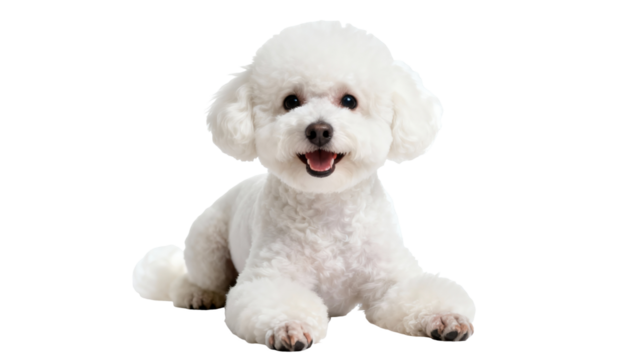 White Bichon Frise puppy lying down with fluffy fur and a happy expression