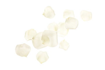 Flying rose petals isolated on white background