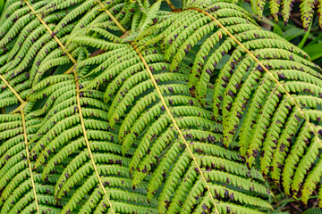 Cibotium glaucum, the hāpu‘u pulu, is a species of fern in the family Cyatheaceae. Mauʻumae Ridge Trail (Puʻu Lanipō), Oahu, Hawaii. Koʻolau Range, shield volcano.