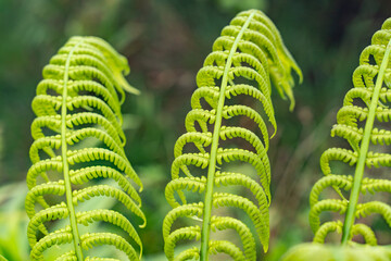 Cibotium glaucum, the hāpu‘u pulu, is a species of fern in the family Cyatheaceae. Mauʻumae Ridge Trail (Puʻu Lanipō), Oahu, Hawaii. Koʻolau Range, shield volcano.