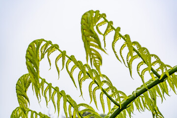 Cibotium glaucum, the hāpu‘u pulu, is a species of fern in the family Cyatheaceae. Mauʻumae Ridge Trail (Puʻu Lanipō), Oahu, Hawaii. Koʻolau Range, shield volcano.