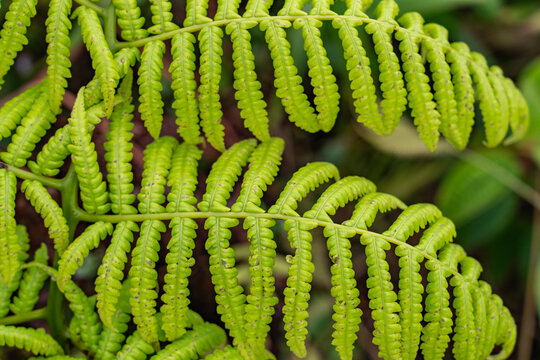 Cibotium glaucum, the hāpu&lsquo;u pulu, is a species of fern in the family Cyatheaceae. Mauʻumae Ridge Trail (Puʻu Lanipō), Oahu, Hawaii. Koʻolau Range, shield volcano.