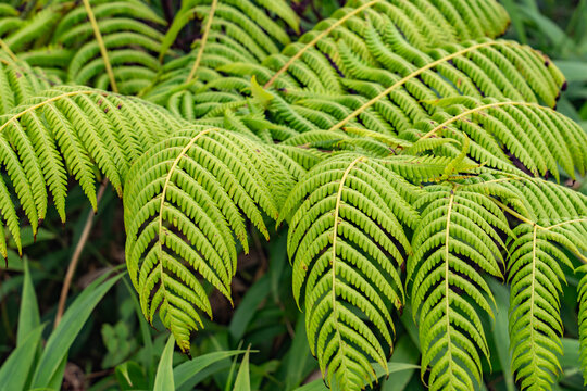 Cibotium glaucum, the hāpu&lsquo;u pulu, is a species of fern in the family Cyatheaceae. Mauʻumae Ridge Trail (Puʻu Lanipō), Oahu, Hawaii. Koʻolau Range, shield volcano.