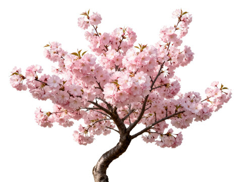 A blooming cherry blossom tree with pink flowers against a white background - Powered by Adobe